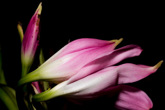 Flor, L&iacute;rio do p&acirc;ntano. Planta Maravilhosamente perfumada, Crinum x powellii (Swamp Lily) &eacute; uma planta perene bulbosa com umbelas de 8-10, flores grandes, em forma de trombeta, rosa claro. 