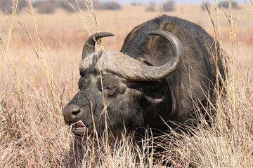 Cape Buffalo Bull, South Africa