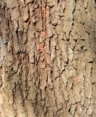 bark of a tree  