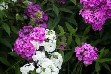 Horizontal close-up view of some fuchsia and white flowers on a green background