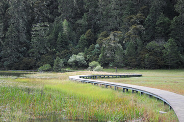 Landscape of a wooden walkway in a field surrounded by forests in the daylight