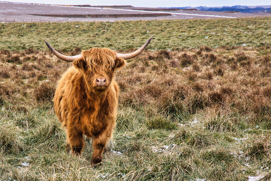 Brown long haired longhorn cow