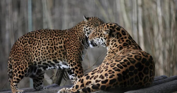 Two jaguars are resting in the forest