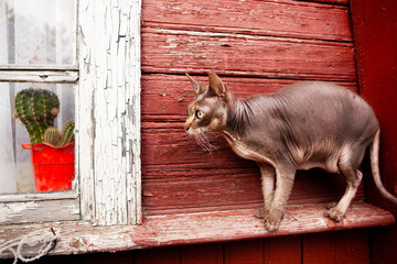 A very beautiful and fragile Sphynx cat.