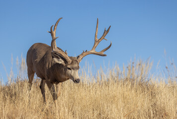 Buck Mule Deer in the Rut in Autumn in Colorado