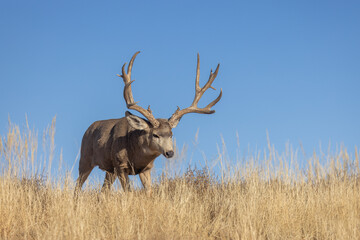 Buck Mule Deer in the Rut in Autumn in Colorado