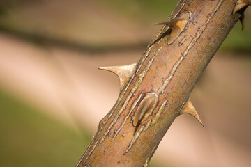 Fototapeta premium thorns on a tree