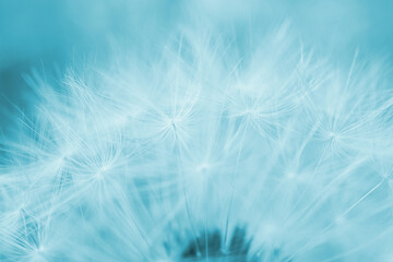 Fototapeta na wymiar Dandelion cap with seeds closeup. Light summer floral background. Airy and fluffy wallpaper. Blue tinted backdrop. Dandelion fluff wallpaper. Macro
