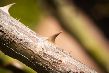 caterpillar on a tree