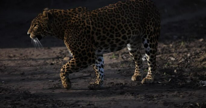 A leopard is walking in the forest