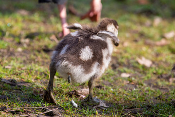 Egyptian gosling - poo