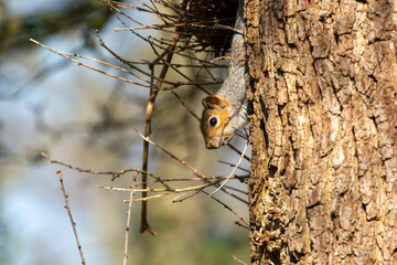 Squirrel in tree