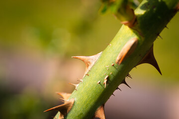 close up of rose thorn
