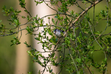 Tit in tree