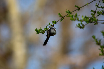 Long tailed tit