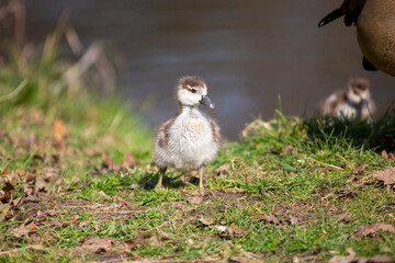 Egyptian gosling