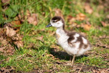 Egyptian gosling