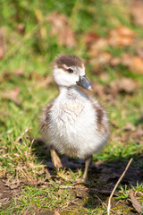 Egyptian gosling