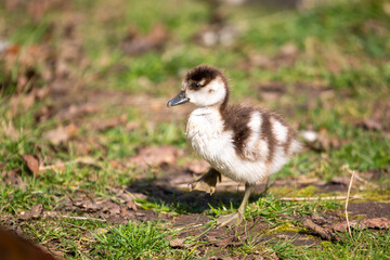 Egyptian gosling