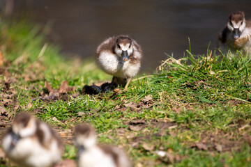 Egyptian gosling