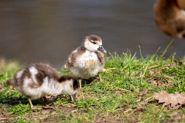 Egyptian gosling