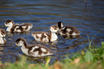 Egyptian goslings