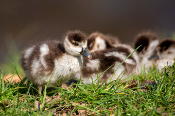 Egyptian goslings
