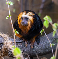 Golden-headed lion tamarin (Leontopithecus chrysomelas) sits on a tree. Karlsruhe, Germany, Europe