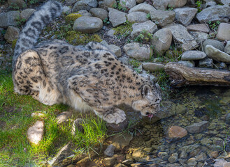 Close-up of a snow leopard (Panthera uncia syn. Uncia uncia)