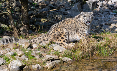 Close-up of a snow leopard (Panthera uncia syn. Uncia uncia)