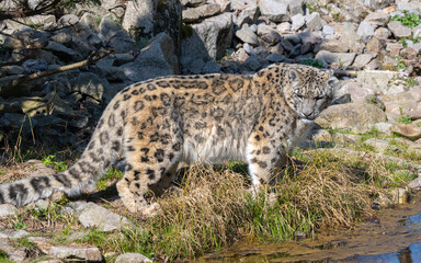 Naklejka na ściany i meble Close-up of a snow leopard (Panthera uncia syn. Uncia uncia)