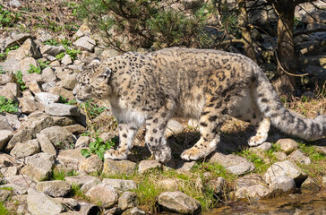 Naklejka na ściany i meble Close-up of a snow leopard (Panthera uncia syn. Uncia uncia)