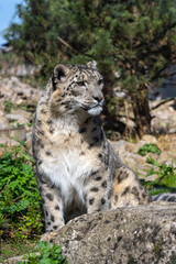 Obraz na płótnie Canvas Close-up of a snow leopard (Panthera uncia syn. Uncia uncia)