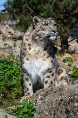 Plakat Close-up of a snow leopard (Panthera uncia syn. Uncia uncia)