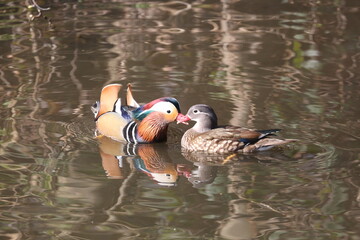 Ducks in love