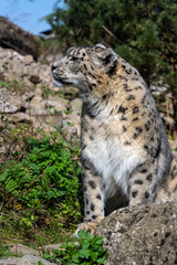 Close-up of a snow leopard (Panthera uncia syn. Uncia uncia)