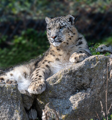 Close-up of a snow leopard (Panthera uncia syn. Uncia uncia)
