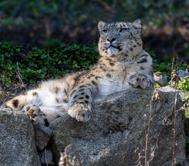 Close-up of a snow leopard (Panthera uncia syn. Uncia uncia)