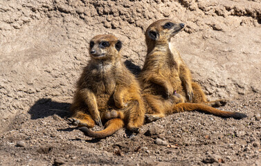 Two meerkats (Suricata suricatta) are resting