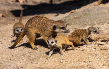 Meerkats (Suricata suricatta) with young animals