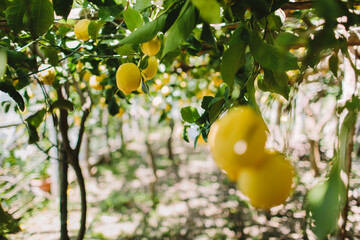 Closeup shot of lemons growing on trees