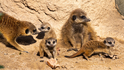 Meerkats (Suricata suricatta) with young animals