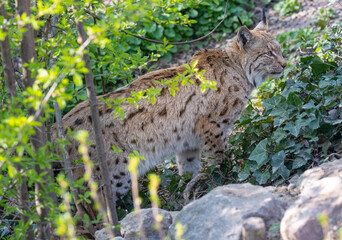 European lynx watches prey; lynx lynx. Karlsruhe, Germany, Europe