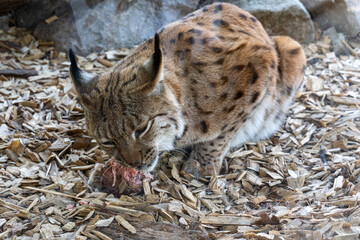 European lynx watches prey; lynx lynx. Karlsruhe, Germany, Europe
