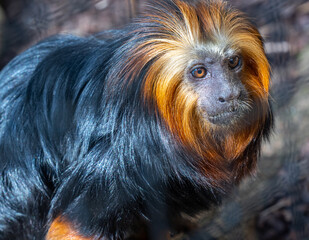 Golden-headed lion tamarin (Leontopithecus chrysomelas) sits on a tree. Karlsruhe, Germany, Europe