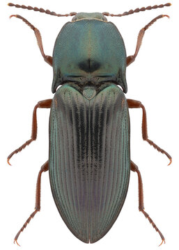 Selatosomus aeneus beetle species