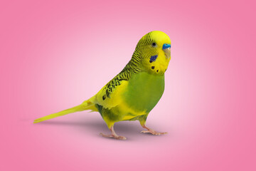 Lime yellow wavy parrot on pink background