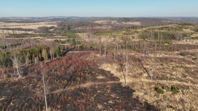 Forest after fire flame drone aerial drought dry black earth ground vegetation wild stand green natural disaster burnt down trees Bark beetle shot pest Ips typographus dead, spruce bast tree Czech