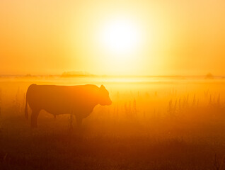 Scenic shot of a silhouette of a cow grazing in the meadow during the sunset