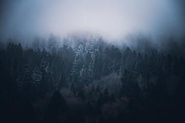 Verschneiter Wald in Bayern, Deutschland im Winter an einem nebligen Abend